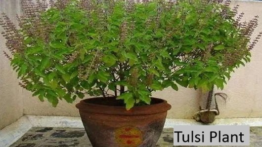 vastu shastra tree